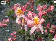 Rhododendron luteum 'Berryrose'