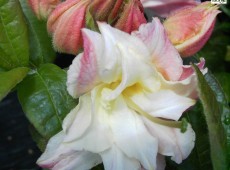 Rhododendron luteum 'Cannon's Double'