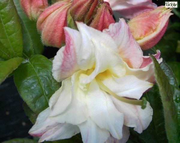 Rhododendron luteum 'Cannon's Double'