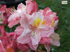 Rhododendron luteum 'Cecil'