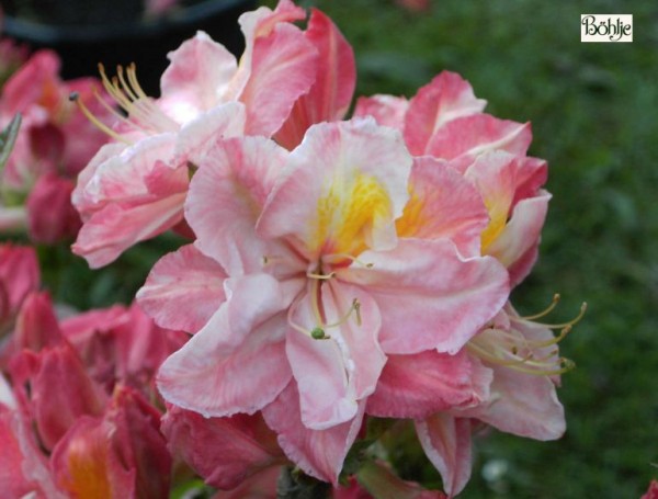 Rhododendron luteum 'Cecil'