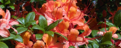 Rhododendron (Azalea) sommergrün