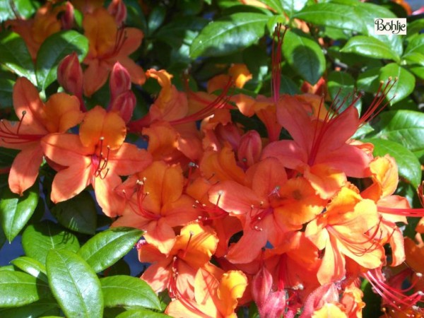 Rhododendron luteum 'Coccinea Speciosa'