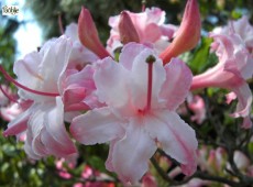 Rhododendron luteum 'Corneille'
