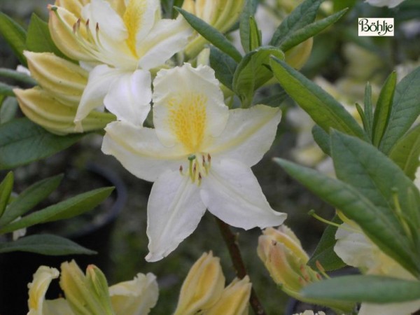 Rhododendron luteum 'Daviesii'