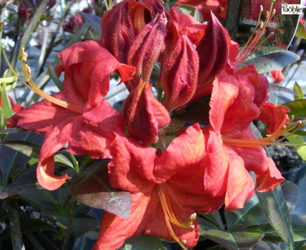 Rhododendron luteum 'Fireball'