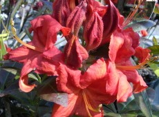 Rhododendron luteum 'Fireball'