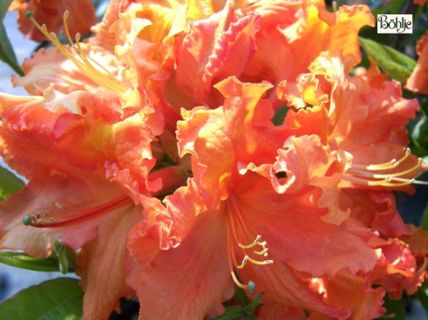 Rhododendron luteum 'Gibraltar'