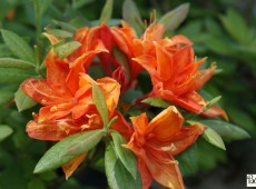 Rhododendron luteum 'Golden Eagle'