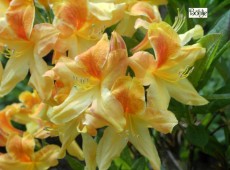 Rhododendron luteum 'Golden Flare'