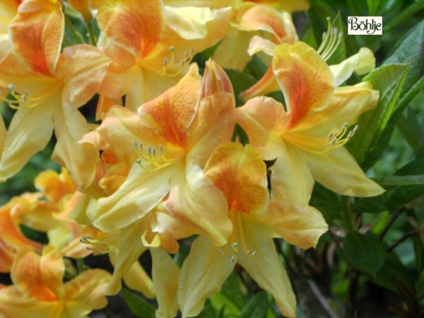 Rhododendron luteum 'Golden Flare'