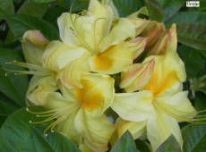 Rhododendron luteum 'Golden Sunset'