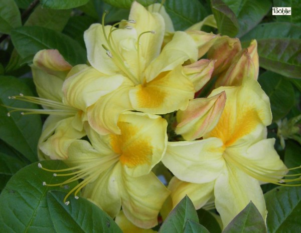 Rhododendron luteum 'Golden Sunset'