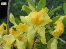 Rhododendron luteum 'Goldpracht'