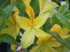 Rhododendron luteum 'Goldtopas'