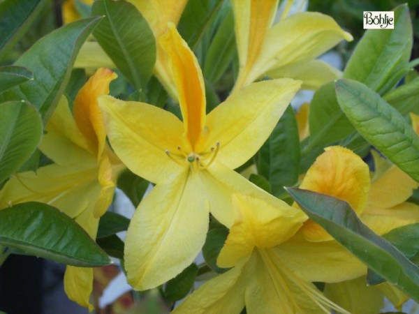 Rhododendron luteum 'Goldtopas'