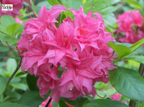 Rhododendron luteum 'Homebusch'