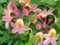 Rhododendron luteum 'Josephine Klinger'