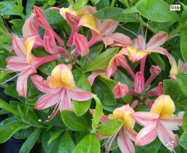 Rhododendron luteum 'Josephine Klinger'