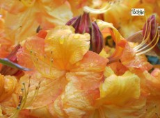 Rhododendron luteum 'Klondyke'