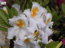 Rhododendron luteum 'Möwe'