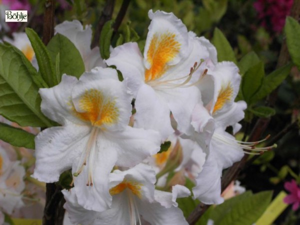 Rhododendron luteum 'Möwe'