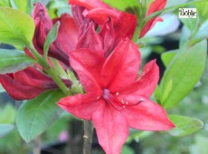 Rhododendron luteum 'Nabucco'