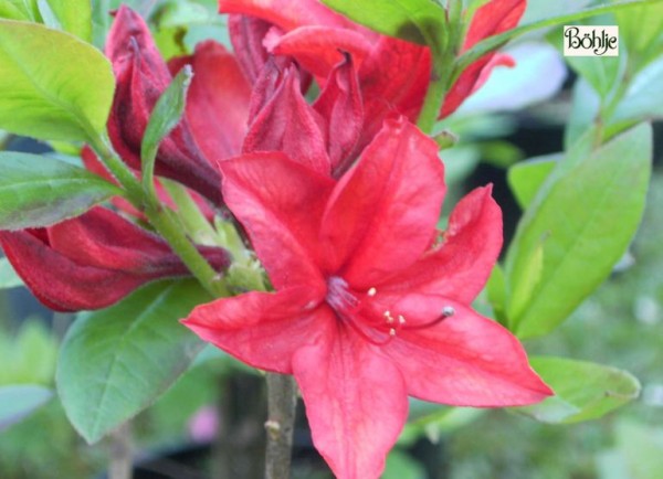 Rhododendron luteum 'Nabucco'