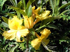 Rhododendron luteum 'Nancy Waterer'