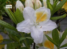 Rhododendron luteum 'Persil'