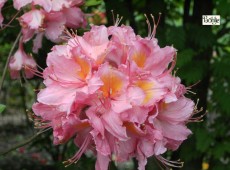 Rhododendron luteum 'Pink Delight'