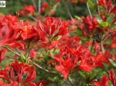 Rhododendron luteum 'Satan'