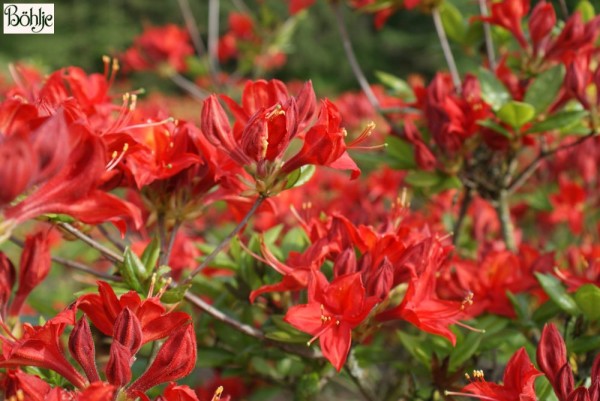 Rhododendron luteum 'Satan'