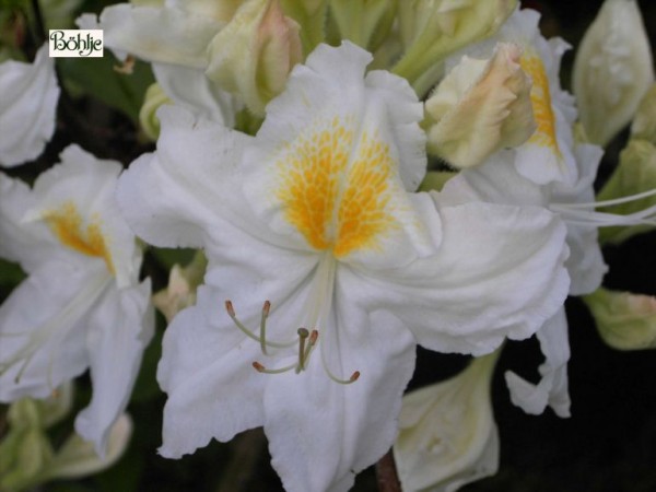 Rhododendron luteum 'Schneegold'