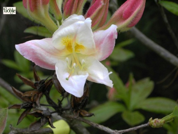 Rhododendron luteum 'Silver Slipper'