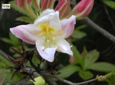 Rhododendron luteum 'Silver Slipper'