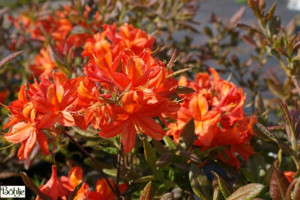 Rhododendron luteum 'Sunny Boy'