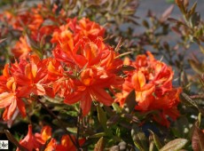 Rhododendron luteum 'Sunny Boy'