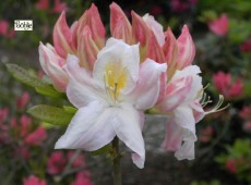 Rhododendron luteum 'Sylphides '