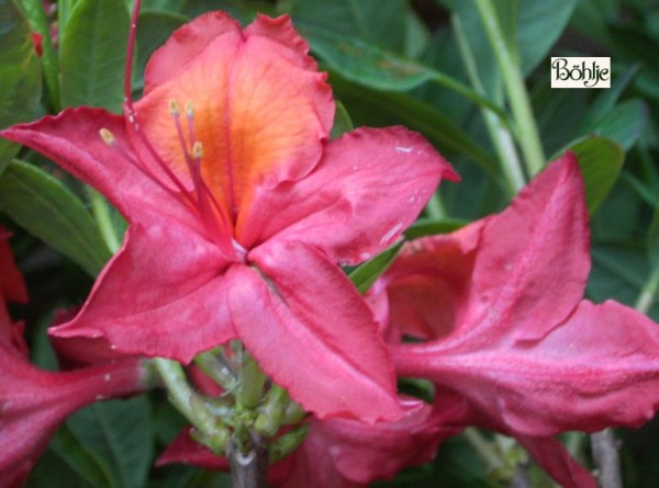 Rhododendron luteum 'Tunis'