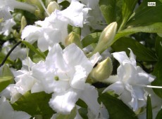 Rhododendron luteum 'Whitethroat'