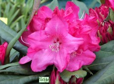 Rhododendron makinoi 'Diamant'