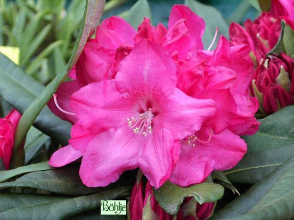 Rhododendron makinoi 'Diamant'