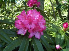 Rhododendron makinoi 'Rosa Perle'