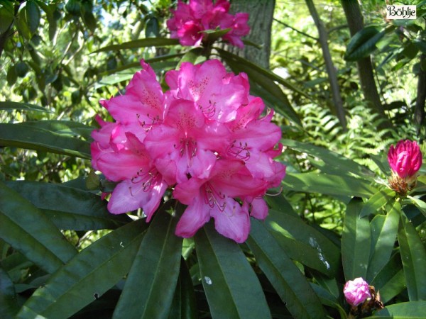 Rhododendron makinoi 'Rosa Perle'