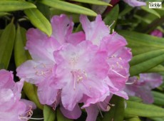Rhododendron makinoi 'Silber'