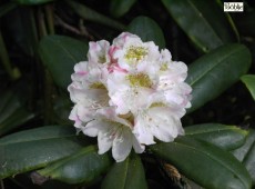 Rhododendron maximum