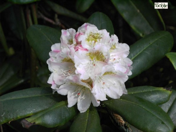 Rhododendron maximum