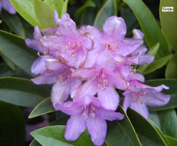 Rhododendron minus