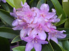 Rhododendron minus